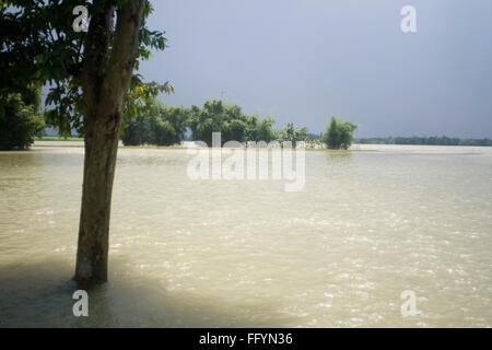 Trees in water of Kosi river flood of Bihar 2008 in Purniya district , Bihar , India Stock Photo