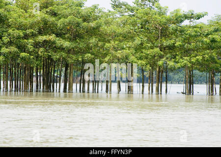 Trees in water of Kosi river flood of Bihar 2008 in Purniya district , Bihar , India Stock Photo