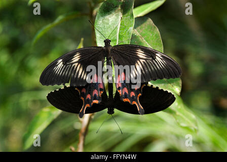 Common Mormon mating at Butterfly park Bannerghatta Bangalore Karnataka India Asia Stock Photo