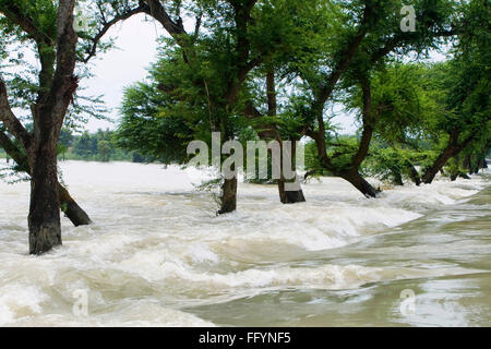 Trees in water of Kosi river flood of Bihar 2008 in Purniya district , Bihar , India Stock Photo