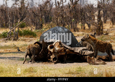 Spotted or Laughing Hyenas are African predators also scavengers eating anything available including dead elephants Stock Photo