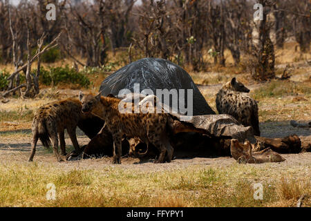 Spotted or Laughing Hyenas are African predators also scavengers eating anything available including dead elephants Stock Photo