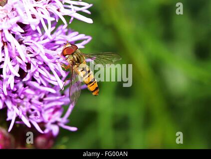 Close-Up Of Bee On Purple Flower