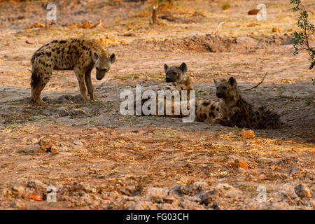 Spotted or Laughing Hyenas are African predators also scavengers eating anything available including dead elephants Stock Photo