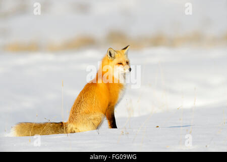 American Red Fox (Vulpes vulpes fulva) adult, sitting in snow, Yellowstone national park, Wyoming, USA. Stock Photo