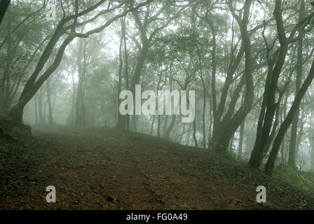 Misty morning in dense forest at Matheran , Thane district , Maharashtra , India , Asia Stock Photo