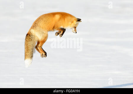 American Red Fox (Vulpes vulpes fulva) adult, hunting, jumping on prey in snow, Yellowstone national park, Wyoming, USA. Stock Photo