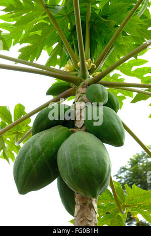 Fruits ; papaya green fruit ; Mangalore ; South Kanara ; Karnataka ; India Stock Photo