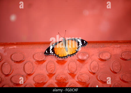 Insects , A butterfly Plain Tiger (Danaus chrysippus) Stock Photo