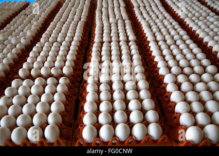 Eggs laid by hens in poultry farm , Sangli , Maharashtra , India Stock Photo
