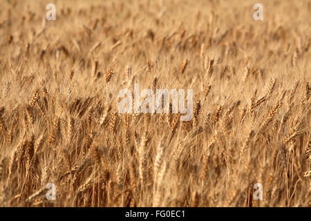 Golden wheat kernels ready for harvest in field ; Bhopal ; Madhya Pradesh ; India Stock Photo