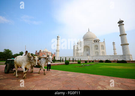 Bullock cart in front of taj mahal ; Agra ; Uttar Pradesh ; India Stock Photo