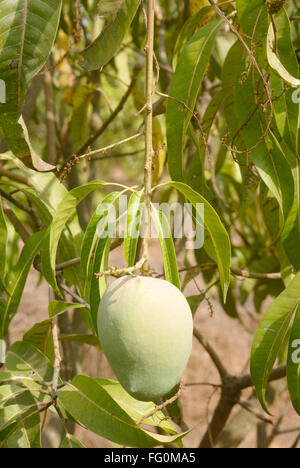 Kairi unripe green mango mangifera indica on tree batli aam cash crop Village Jambhulwadi Pen Raigad Maharashtra Stock Photo