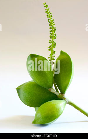 Fruit , four green eye shaped almond badam Prunus dulcis on white background Stock Photo