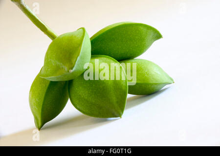 Fruit , five green eye shaped almond badam Prunus dulcis on white background Stock Photo