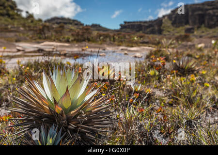 Bizarre ancient rocks of the plateau Roraima tepui - Venezuela, Latin America Stock Photo