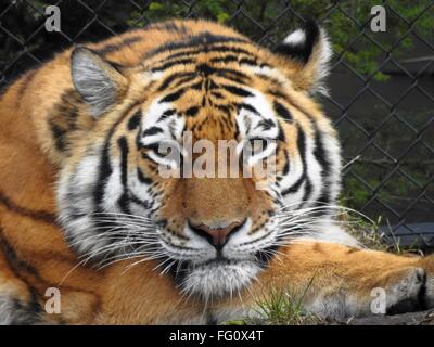 Amur Tiger portrait, february 2016 Stock Photo