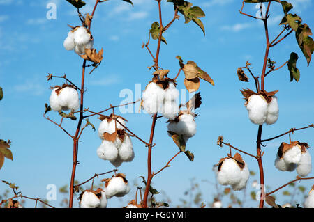 Cotton field , cotton boll burst Gossypium herbaceum ready for harvest , Gujarat , India Stock Photo