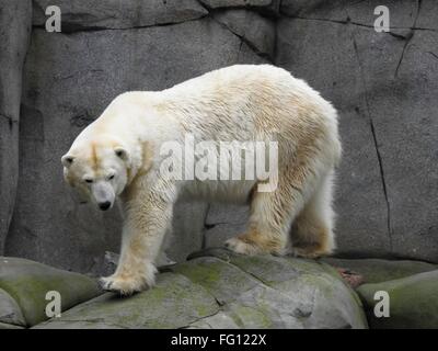 Polar Bear in zoo, february 2016 Stock Photo
