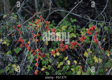 Red ripe fruit of black bryony, Dioscorea communis, on leafless stems in winter, Berkshire, December Stock Photo