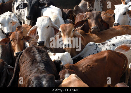 Cows in animal shelter home Gujarat India Stock Photo