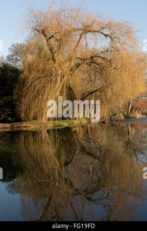 A leafless weeping willow tree, Salix babylonica, tree on the banks of the Kennet and Avon Canal in winter, Hungerford Stock Photo