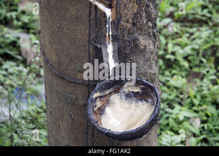 Tapping of natural rubber from rubber tree , Kottayam, Kerala , India Stock Photo