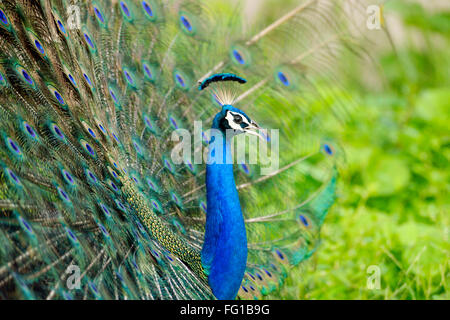 Peafowl dance with open feathers Peacock dancing bird dancing Stock Photo