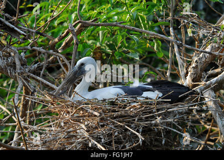 Birds , Asian Openbill Stork Anastomus oscitans nesting Stock Photo
