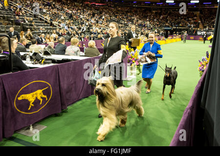 New York, USA. 16th February, 2016. 140th Westminster Kennel Club Dog show in Madison Square Garden Stock Photo