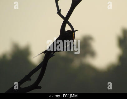 Bintan, Riau Islands, Indonesia. 17th Feb, 2016. BINTAN, INDONESIA - FEBRUARY 17 : The blue-tailed bee-eater (Merops philippinus) seen at Tanjungpinang forest on February 17, 2016 in Bintan island, Indonesia. It breeds in southeastern Asia. It is strongly migratory, seen seasonally in much of peninsular India. © Sijori Images/ZUMA Wire/Alamy Live News Stock Photo