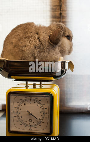 Rabbit Care - Weighing Rabbit on Scales Stock Photo: 96211970 - Alamy