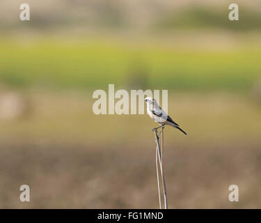 Birds , Desert Wheatear , isabelline wheatear ,  Oenanthe deserti , bird chat , Nimaj , Rajasthan , India Stock Photo