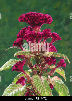 Cockscomb flower on green background Stock Photo