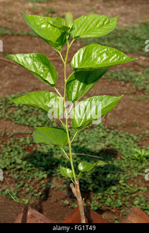 Ayurvedic medicinal plant scientific name morus alba l and botanical name moraceae Stock Photo