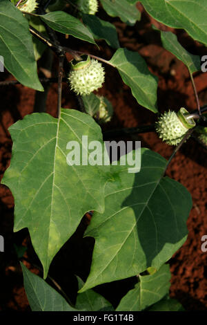 Ayurvedic medicinal plant Scientific name datura fastuosa l, Botanical name  (solanaceae) Stock Photo
