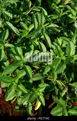 Ayurvedic medicinal plant scientific name ocimum kilimandscharicum , English name camphor basil Stock Photo