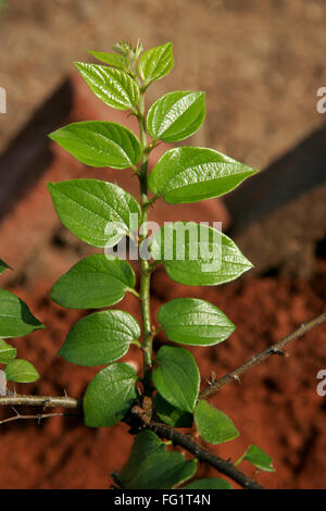 Ayurvedic medicinal plant Marathi name 'kharbuti bor' Stock Photo