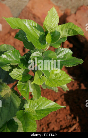 Ayurvedic medicinal plant , Scientific name: morus alba  l , Botanical name moraceae Stock Photo
