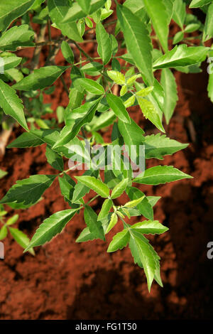 Ayurvedic medicinal plant , Scientific name vitex negundo , English name five leaved chaste tree Stock Photo