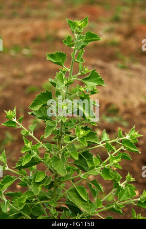 Ayurvedic medicinal plant , Scientific name clerodendum multiflorum Stock Photo