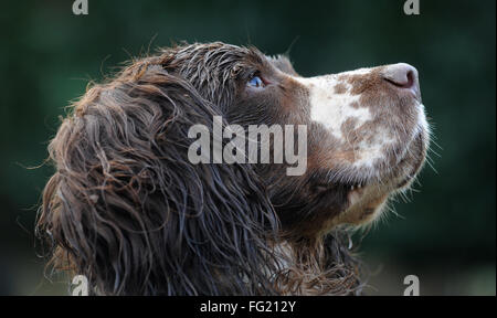ENGLISH SPRINGER SPANIEL DOG LOOKING UP  RE DOGS PET PETS OWNERS EYES LIVER COLOURED VETS BILLS NOSE SMELLING WALKING EARS UK Stock Photo
