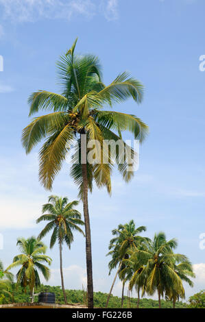 Tall coconut palm tree reaching into a deep blue sky with wispy cirrus ...