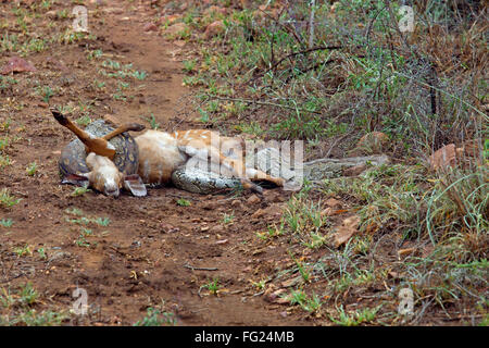 African Rock Python [Python sebae sebae] constricting a now dead Nyala calf Stock Photo