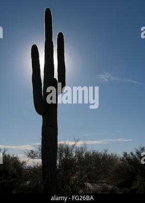 Saguaro cactus, Lost Dutchman State Park, Apache Junction, Arizona.