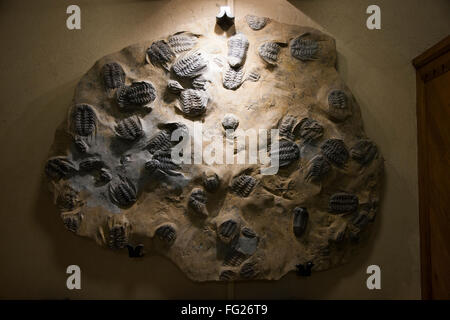 The Selenopeltis trilobite slab on display in the gallery of The Oxford University Museum of Natural History in Oxford, UK. Stock Photo