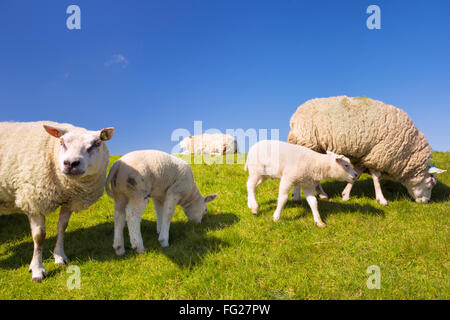 Texel sheep and lambs in the grass on the island of Texel in The Netherlands on a sunny day. Stock Photo