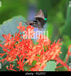 Chic Butterfly sits on colours. Natural green background with copy space. Stock Photo