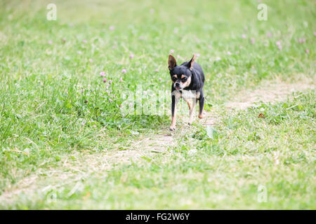 Black Terrier runs on green grass alone. Stock Photo