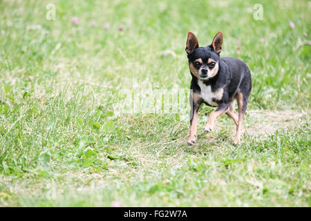 Black Terrier runs on green grass alone. Stock Photo